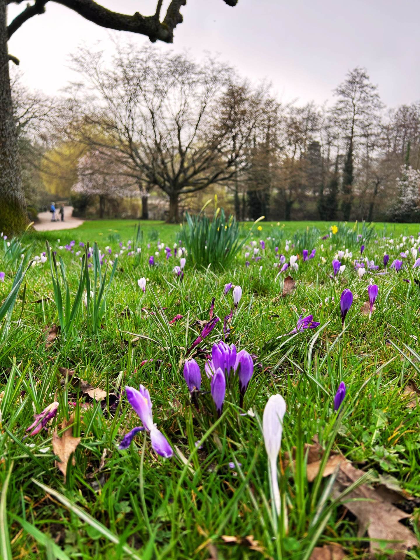 Best Green Spaces Near Highgate to Enjoy the Spring Weather 🌳