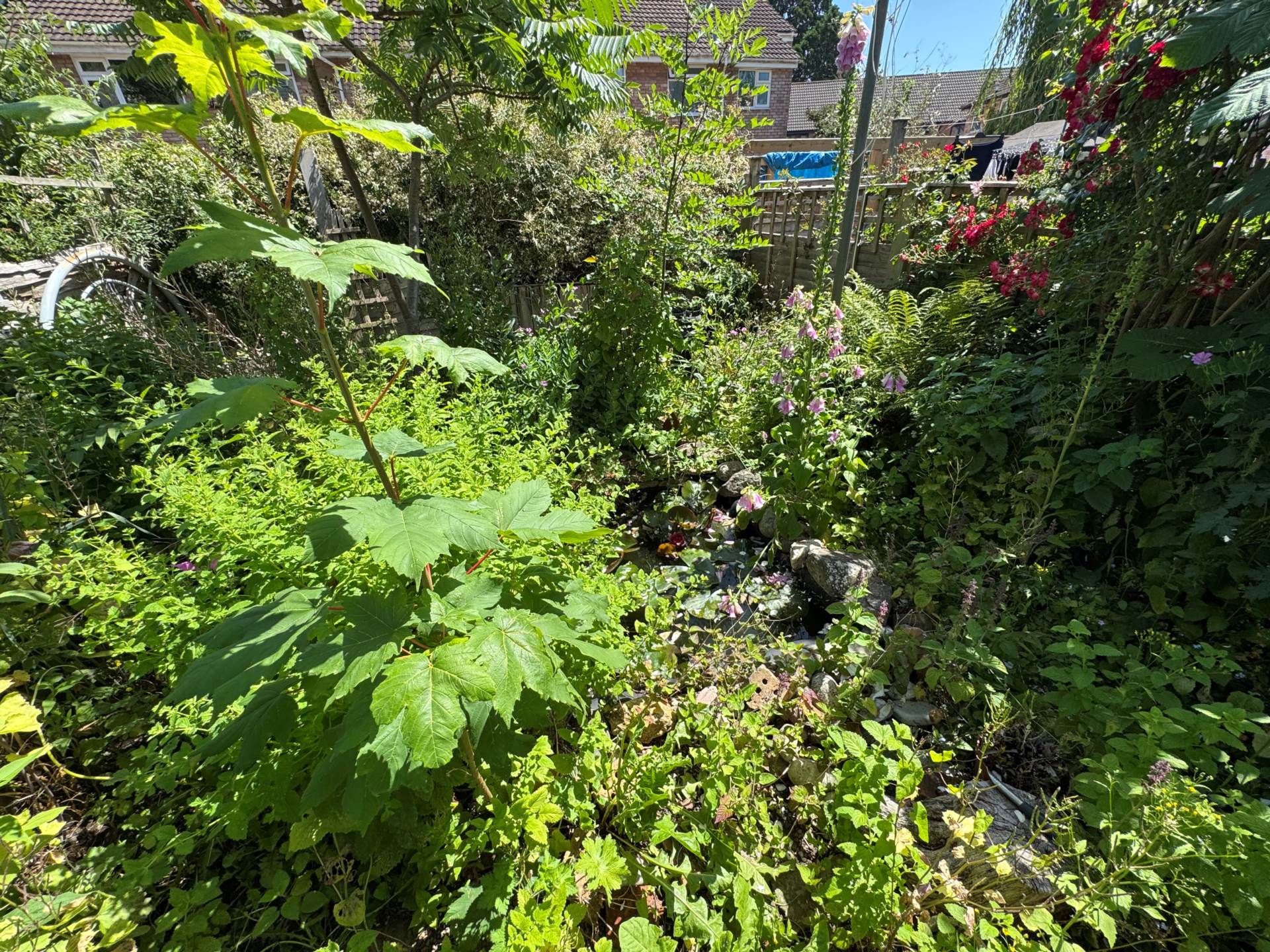 Roseberry Terrace, Taunton, Image 10