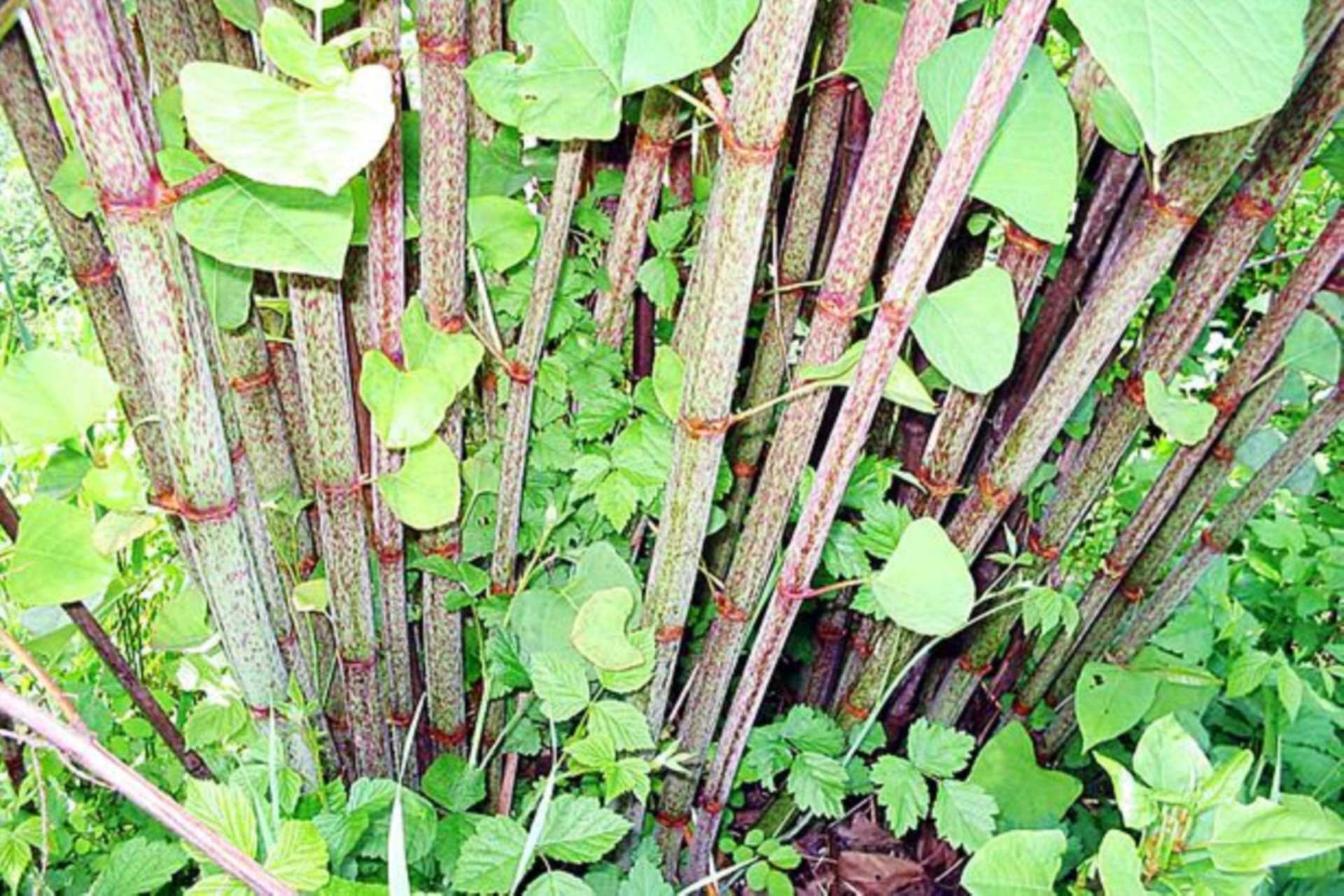 Japanese Knotweed, what is it?