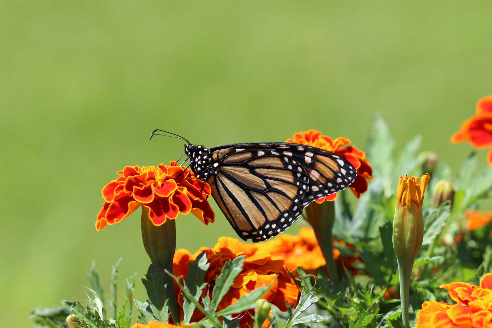 Hot Trends This Summer to Keep Your Garden Looking Fresh