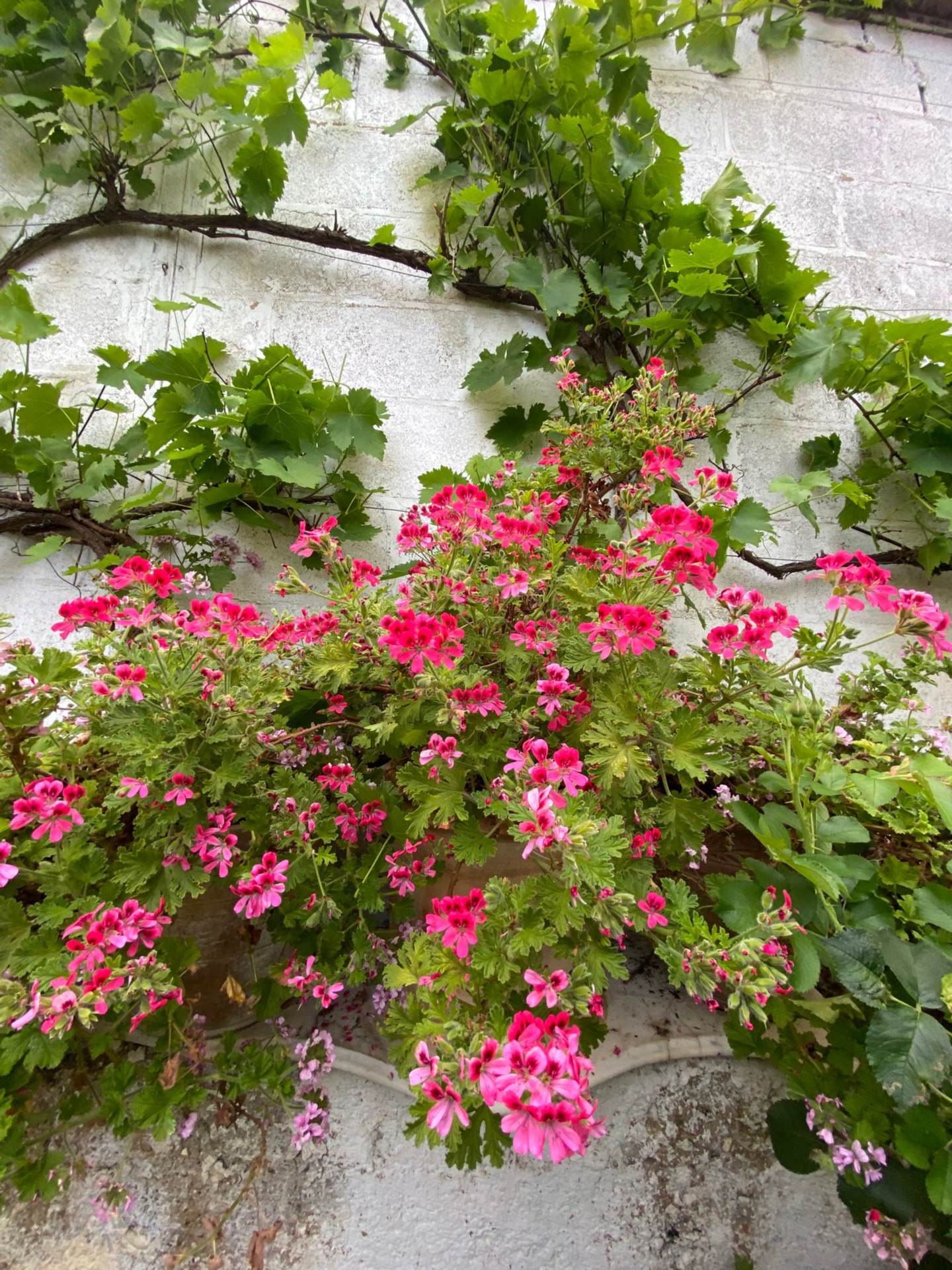 Goldstone Villas, Hove, Image 19